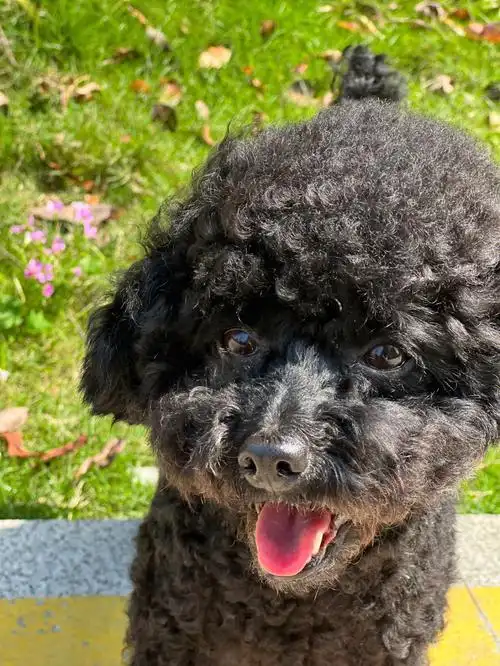 黑泰迪的衰老肉眼可见