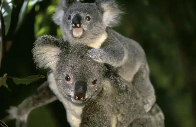 解锁最美的珍稀动物开启澳大利亚的奇妙之旅