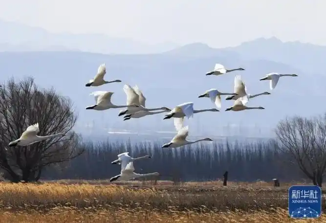 河北怀来官厅水库飞鸟成云