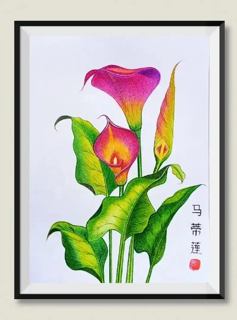 彩铅画美丽的马蹄莲素材来自某书艾草