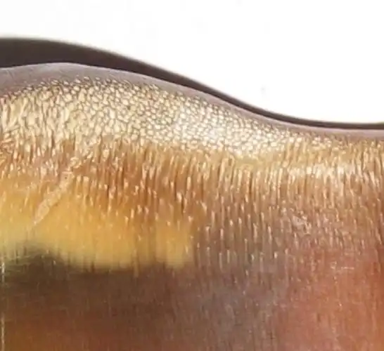 犀牛角鉴别方法四