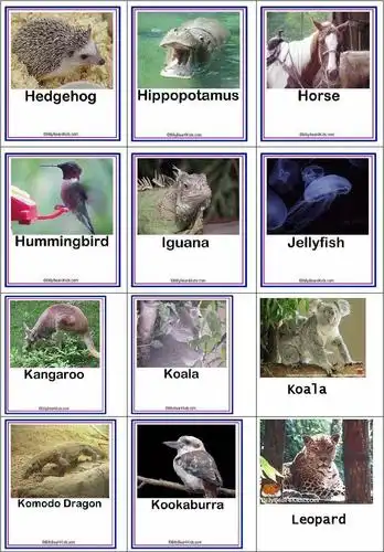 动物英语名称及图片