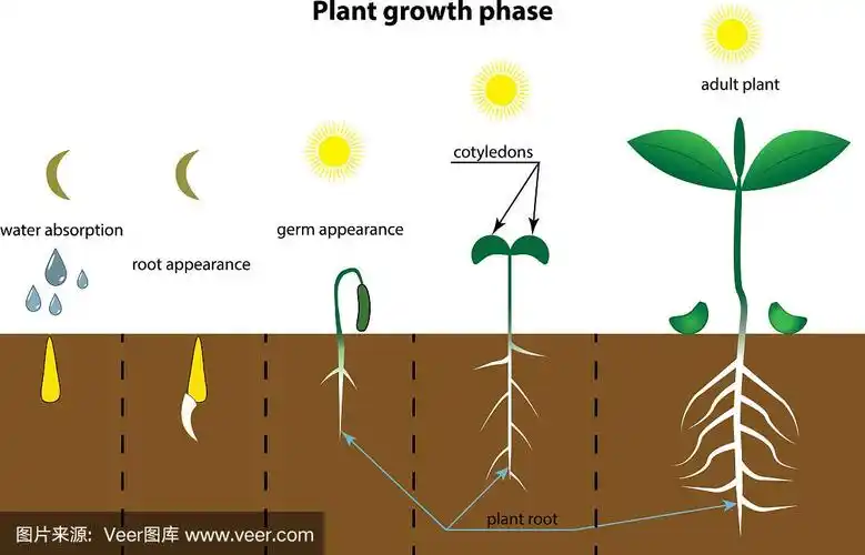种植过程信息图表生长阶段步骤