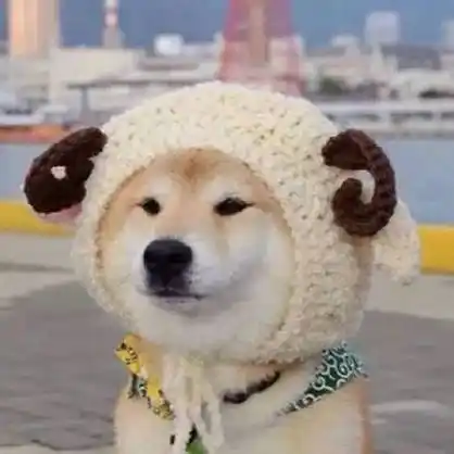 柴犬戴帽子 - 柴犬情侣头像_柴犬_情头_情侣头像表情