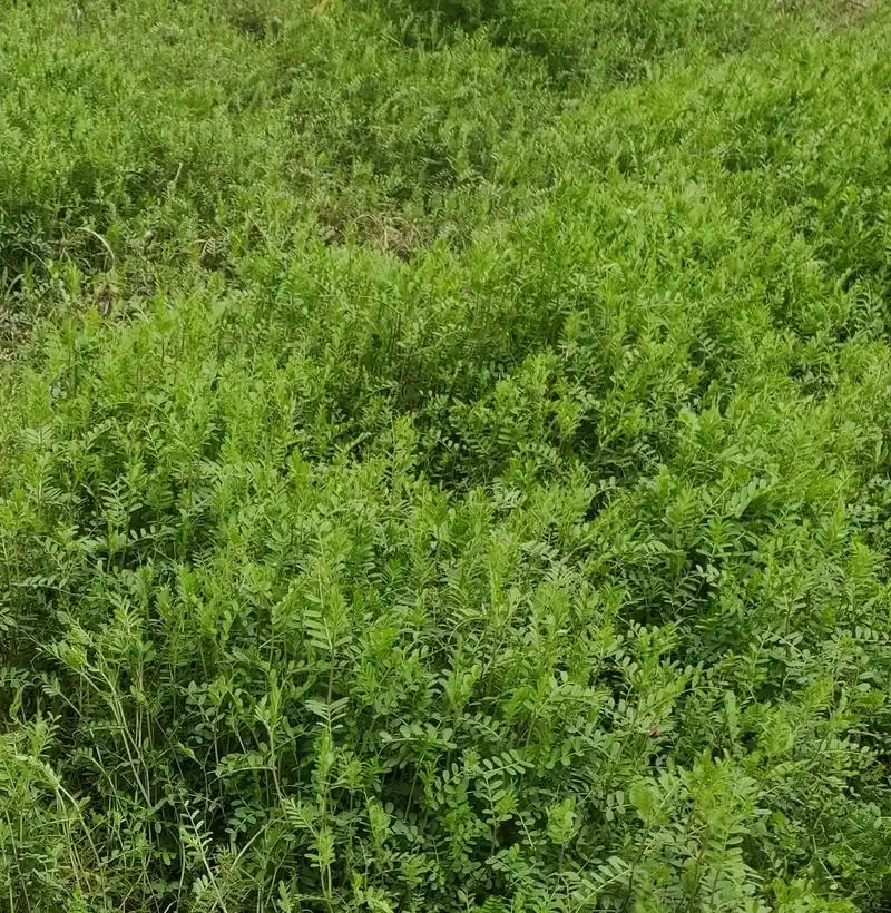 他们叫野生豌豆苗 - 抖音