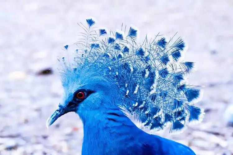 2,维多利亚凤冠鸠(世界上最美的鸽子)蛙类是一种常见的动物,每年夏天