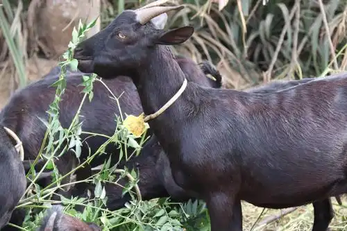 马坡石山羊来自秀英区东山镇马坡南渡江畔.