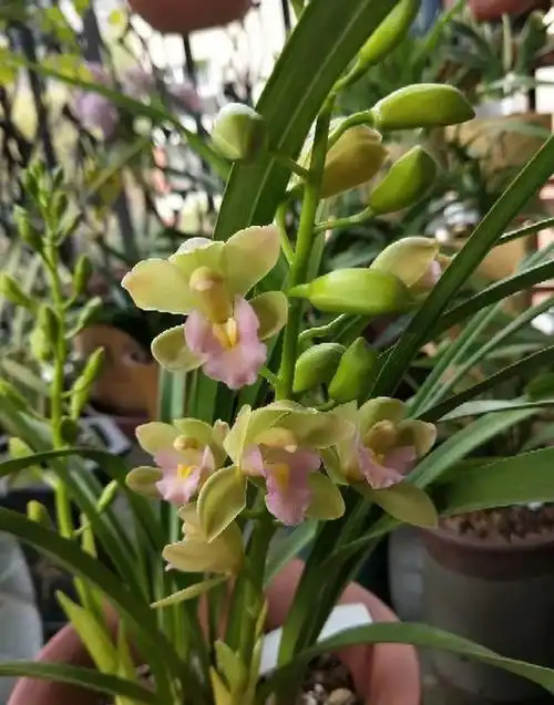 香兰花不仅 "香味绝",而且外观 "清新"!