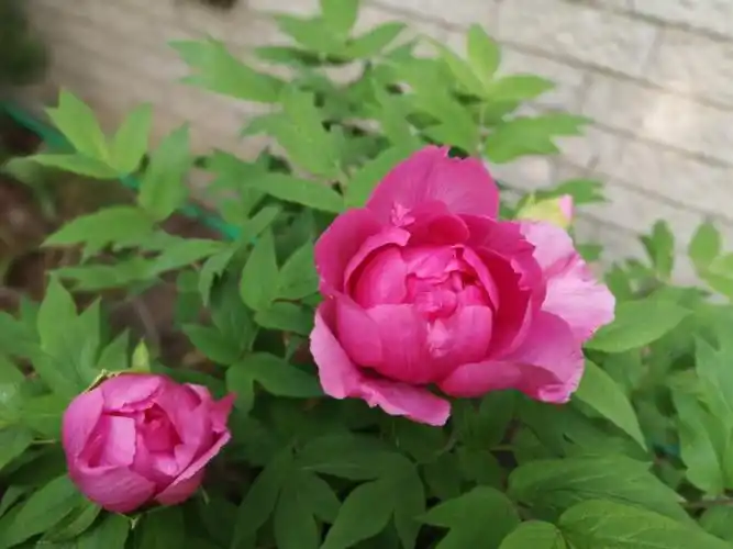 我的大牡丹洛阳红