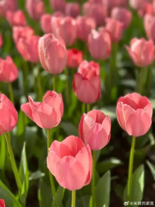 690_920竖版 竖屏