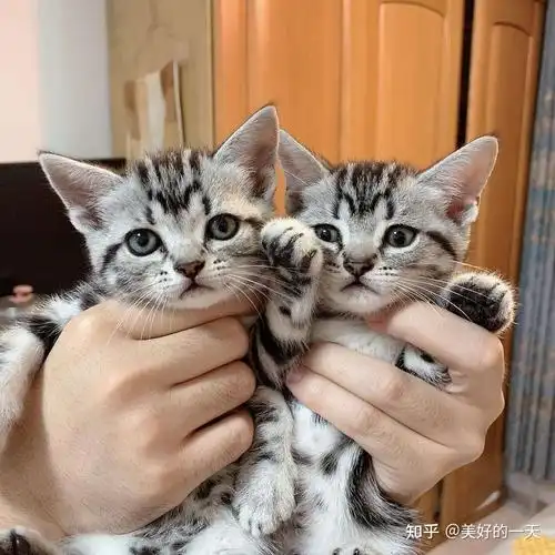 "英短猫"vs"美短猫"的差别