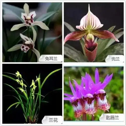 68种兰花图谱大全