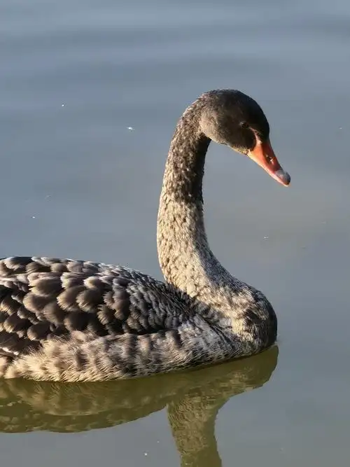 mate40pro十倍变焦拍摄