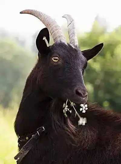 【围观】大足黑山羊又上央视了,这次还有一个浪漫的爱情故事!