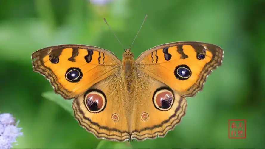 广州100种常见小动物