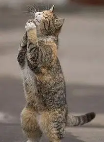 一组动物"祈祷"的图片,水濑双手合十,是种族天赋?