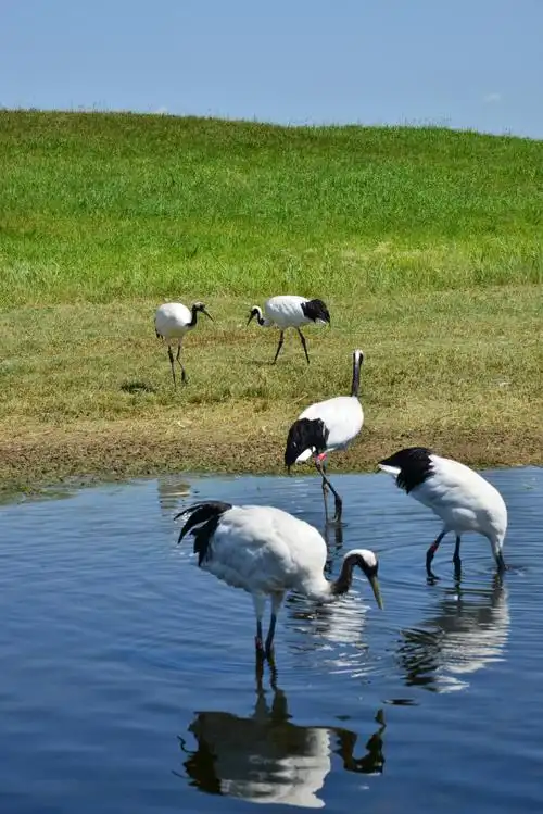 我镜头里的东北自驾游6一扎龙国家级自然保护区