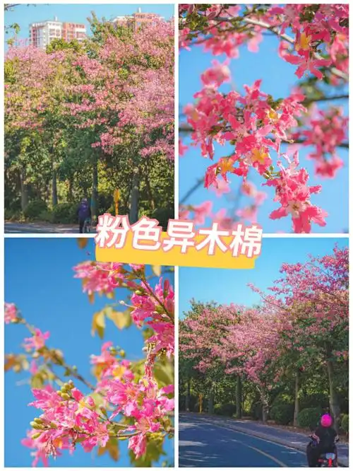 94深圳的冬天是粉色的,走在开满异木棉的路上,心