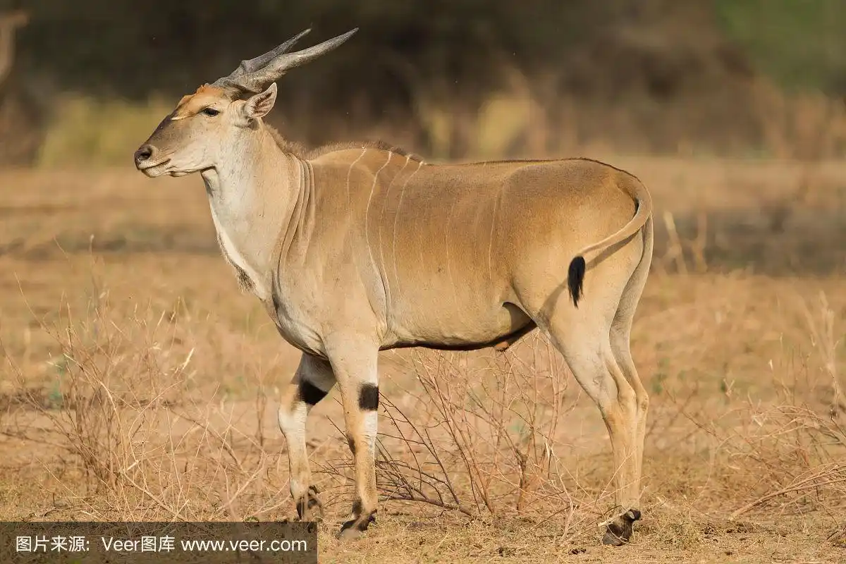 大羚羊(黄斑羚)