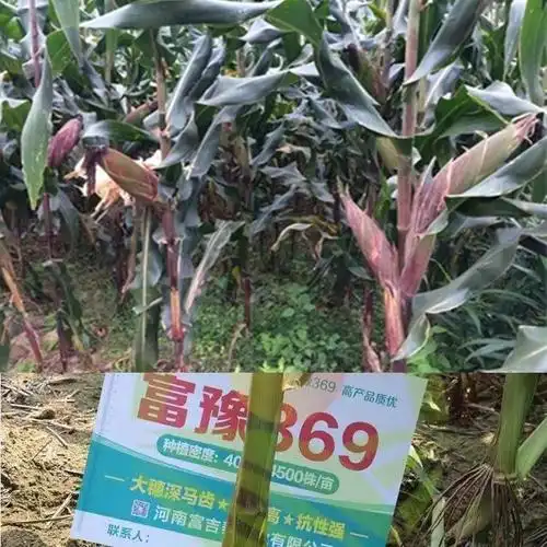 富豫高产玉米种子双胞胎矮杆大棒包谷抗虫春夏家庭园艺种子