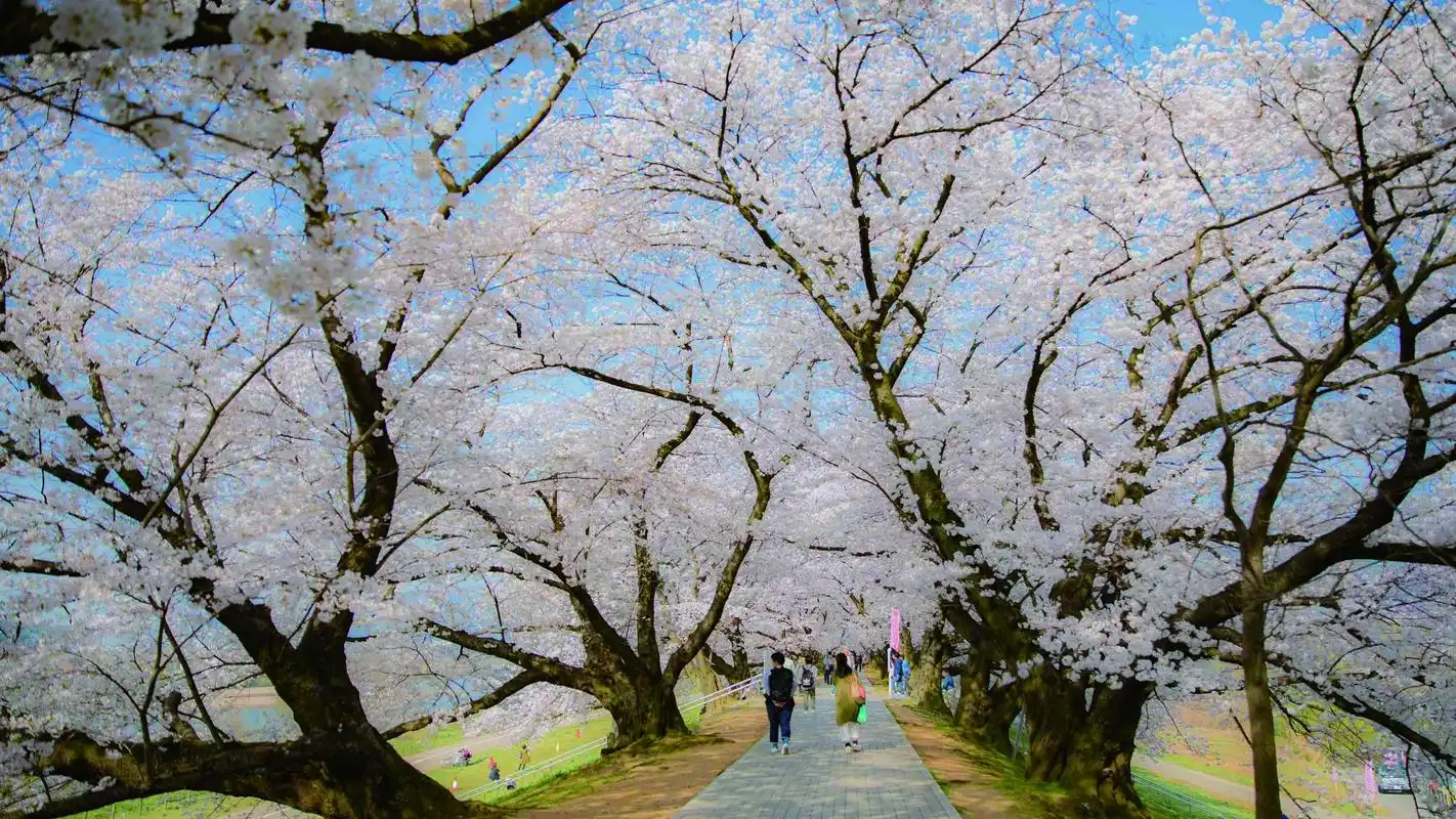 春天樱花盛开的美景