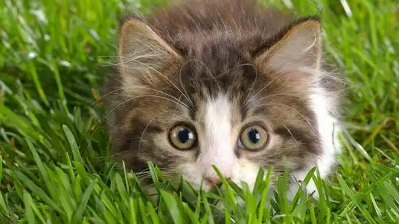 萌宠幼猫合集,萌死人了!-萌宠视频-搜狐视频