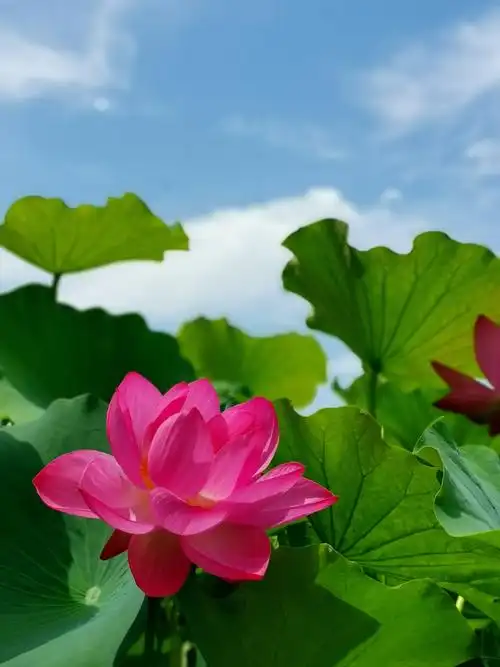 蓝天白云荷花红