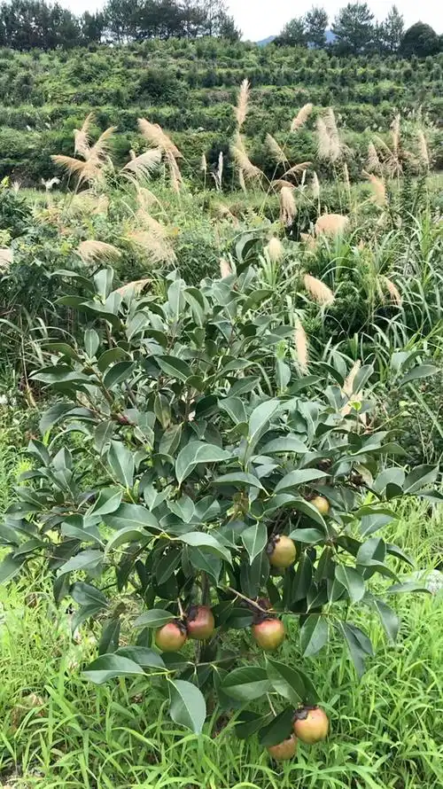 红花油茶树小果大