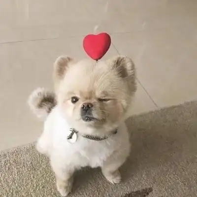 2023年最火qq宠物头像 可爱 呆萌_动物头像_头像屋