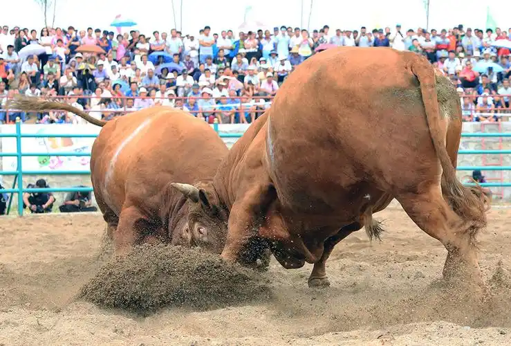 斗牛 摄影 青虎