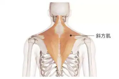 斜方肌是三角形肌肉,起自于头枕部,颈部和肩部位置.