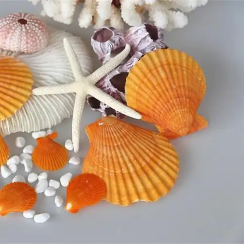 大装饰扇贝diy手工礼品沙滩海壳装饰天然贝壳工艺品 - buy 贝壳装饰
