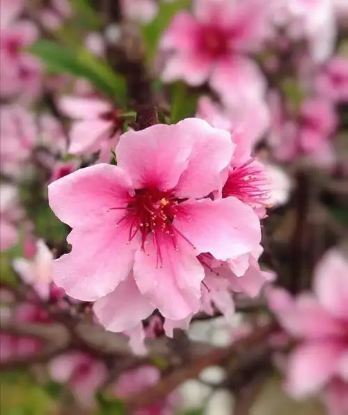 照片点评:桃花拍成什么样才叫美?