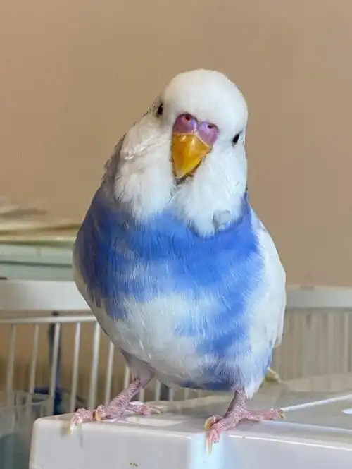 鹦鹉  #养鹦鹉日记  #手养鹦鹉  #虎皮鹦鹉  #虎皮鹦鹉日常  #手养