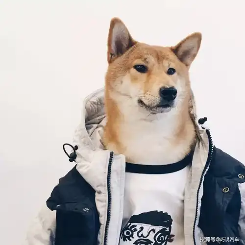 自由_哈士奇_双子座