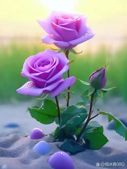 清晨的露珠,伴着温柔的晨光,两朵娇艳的紫玫瑰在沙滩上静静绽放,记录