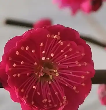 乌羽玉红须朱砂金钱绿鄂梅花欢迎新老朋友选购