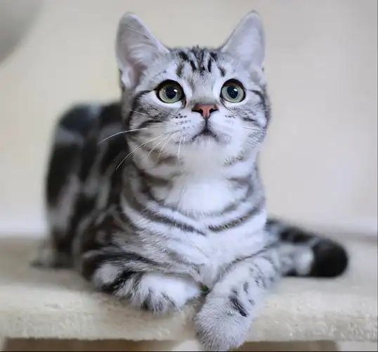 适合上班族养的几种猫,饲养简单,一点压力都没有