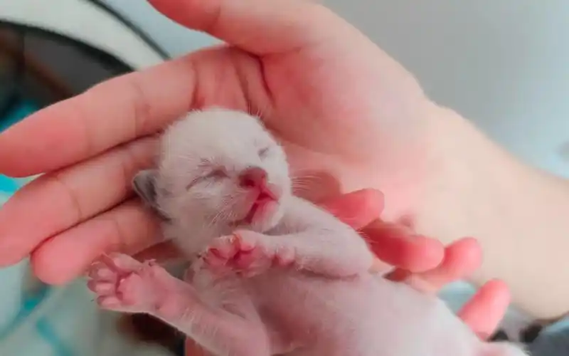 暹罗猫幼猫出生第七天啦~已经有小猫的眼睛睁开的啦~有正面特写超级