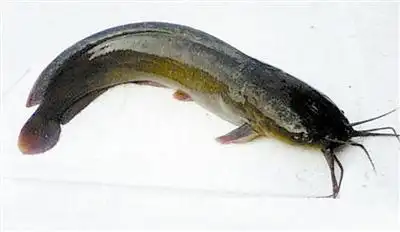 胡子鱼吃什么长得快?喂养胡子鱼的注意事项!