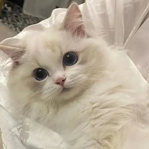 情侣头像女生头像男生头像猫咪头像赞评论81更多所有评论你也来说些