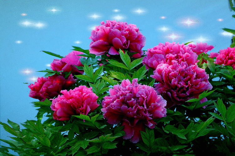 800_533gif 动态图 动图