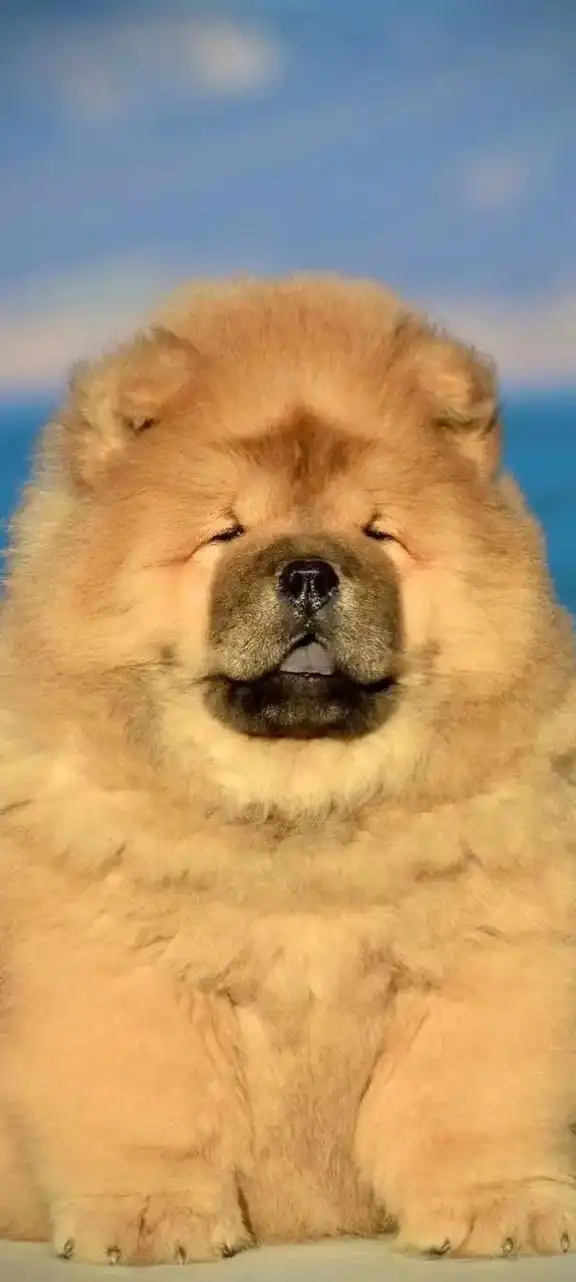 超级可爱的松狮幼犬图片!为大家精 - 抖音