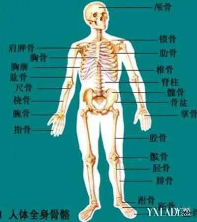 【图】全身骨骼图展示 难以置信人的全身有206块骨头
