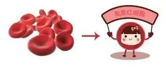 红细胞|血细胞|血小板|白细胞|祖细胞_网易订阅