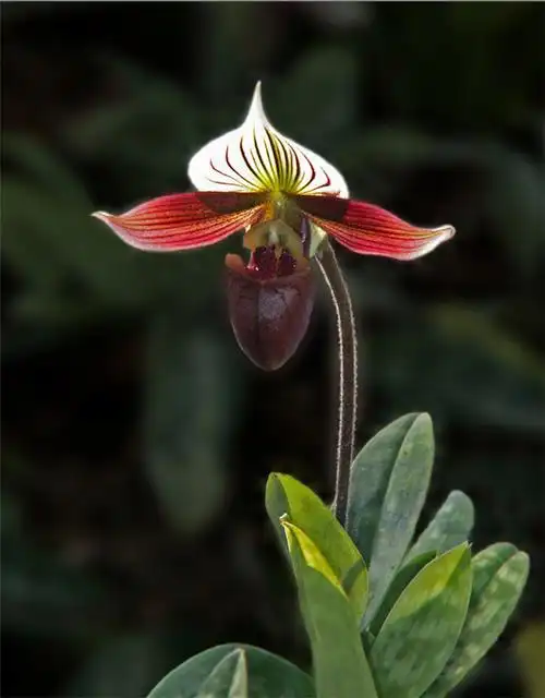 造型奇特的兜兰