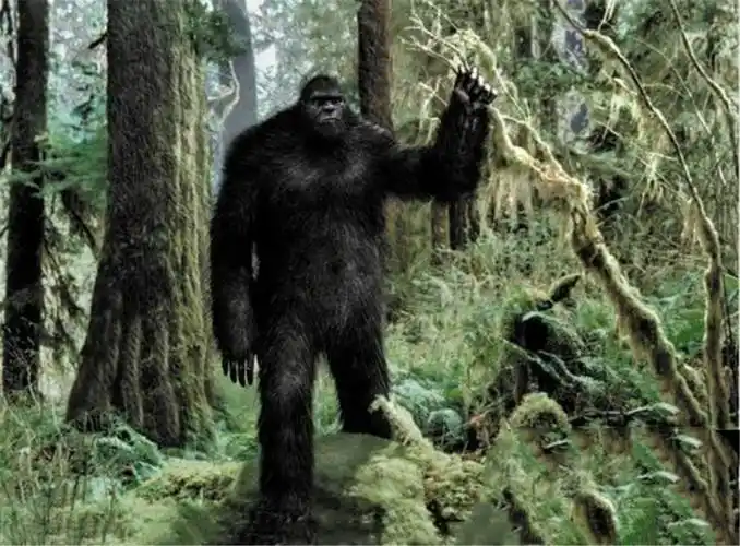 "野人"都有一些共同的外部特征:其一,面部像猴子,又有点像人,脸上没毛