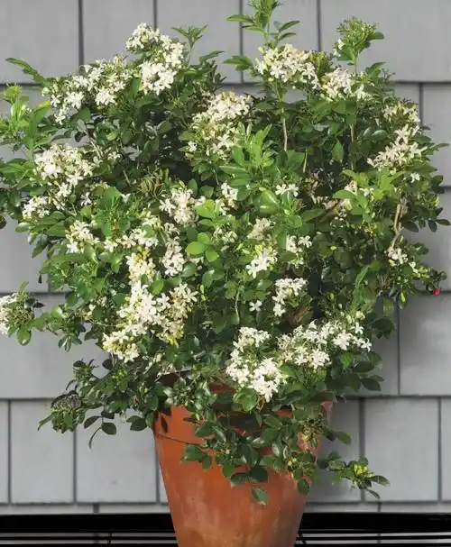 可以观叶,观花和观果的九里香植物,不用频繁修剪就花朵开不断