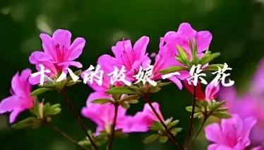 十八的姑娘一朵花