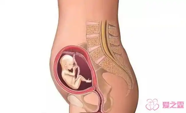 怀孕四个月胎儿图